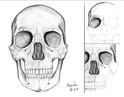 Anatomy Sketches - Head