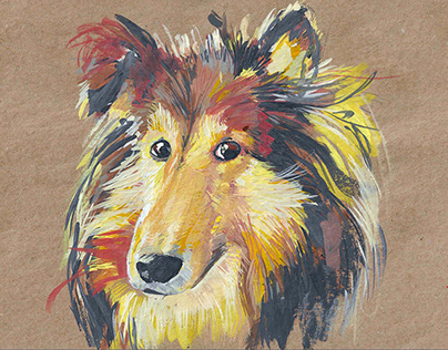 Portrait of a collie dog