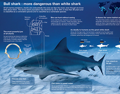 Project thumbnail - Bull shark infographic