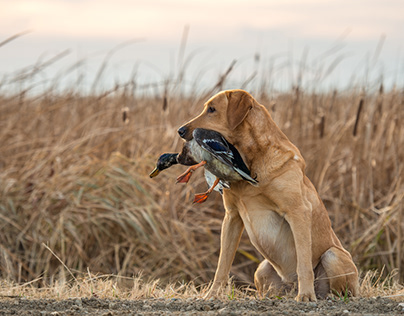 Labrador Retriever with Duck