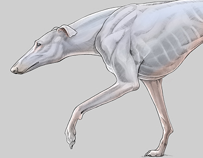 Greyhound Anatomy Illustration