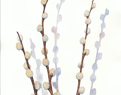 Pussy Willow Botanical Watercolor Illustration