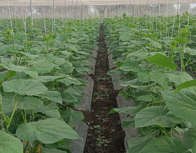 Cucumber Plantation in Low-Cost Wire Rope Nethouse