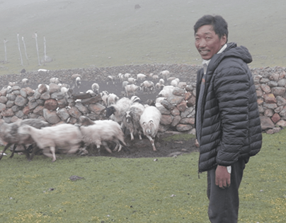 Textile as a Memory : The Last sheep herder of Sikkim.