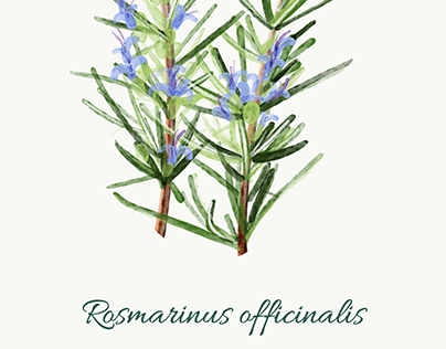 Aromatic herbs poster - illustration