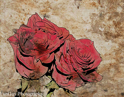 three rose on old paper