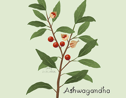 Botanical Illustration, Ashwagandha