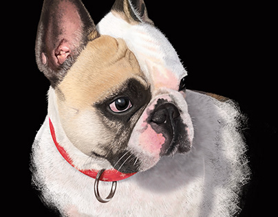 Digital Painting, French Bulldog