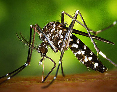 Man in Alaska Tests Positive for Zika Virus
