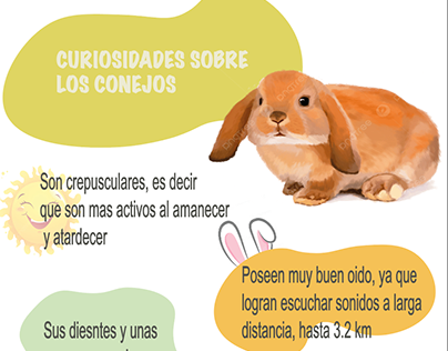 Infografia Conejos Mariangel