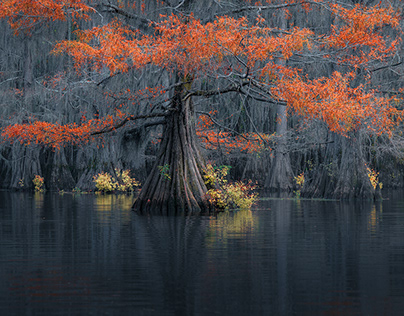 Caddo Lake, a study of light and colors.