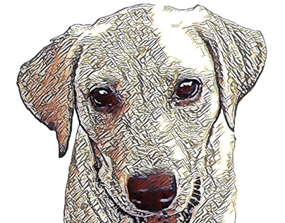 Labrador Puppy Portrait