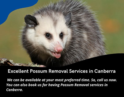 Excellent Possum Removal Services in Canberra