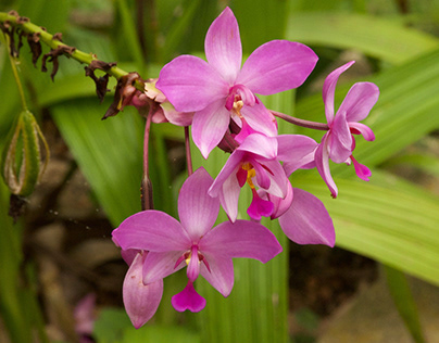 Flowers Growing at an Orchid farm in Cuba