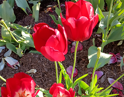 Red Tulips Just Blooming