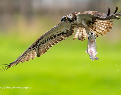 Osprey Flying Away with Fish