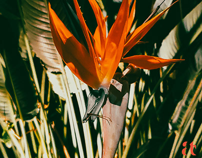 Bird of paradise Flower