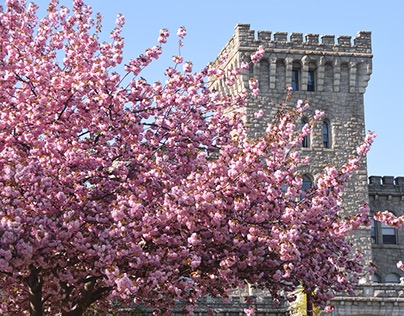 Castle in the Spring