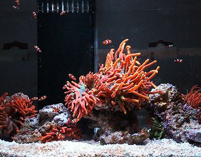 Anemones saltwater aquarium supplier