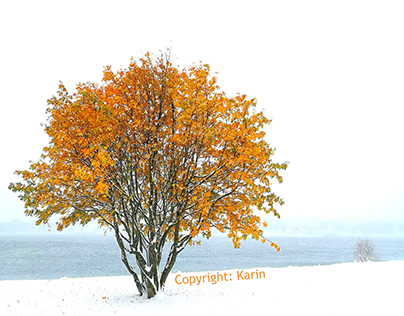 Autumn Tree in White Snow