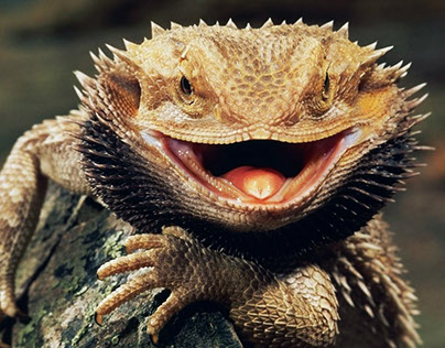 Reptiles series- [The 5 facts]