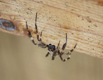 The Itsy Bitsy Spider Song and Spider Craft · The Inspiration Edit