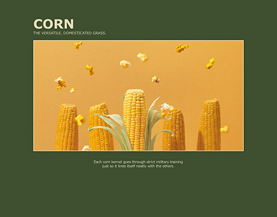 Corn, the versatile domesticated grass