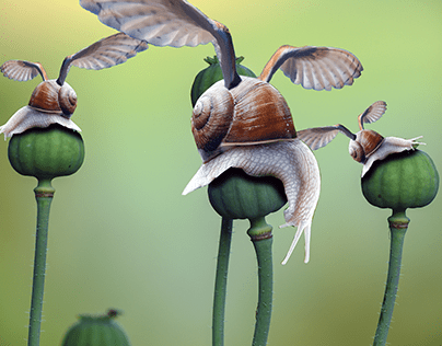Poppy Snail