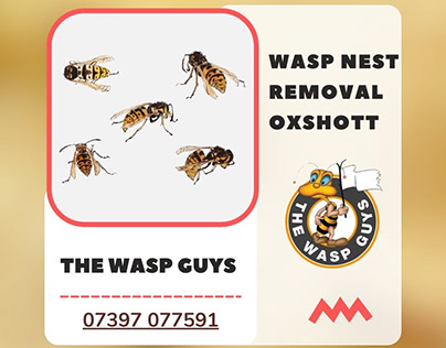 Effective Wasp Nest Removal in Oxshott