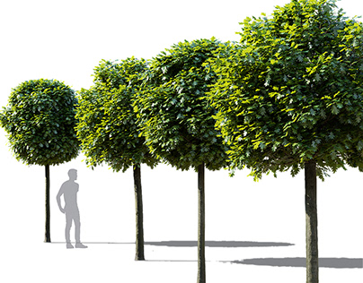Quercus palustris Green Dwarf 3D model