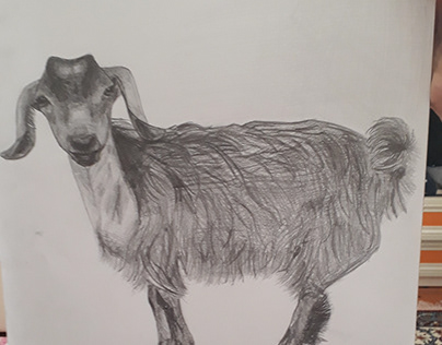keçi çizimi
