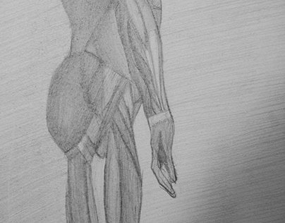Body Muscles - Pencil Sketching