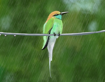 Bird in the rain
