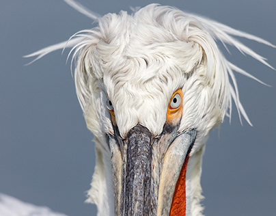 Dalmatian pelican (Pelicanus crispus)