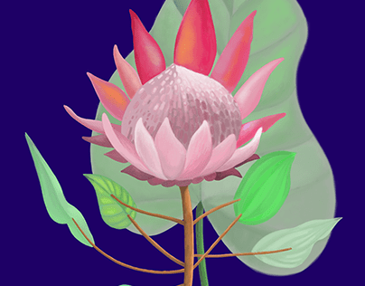 Pompous protea