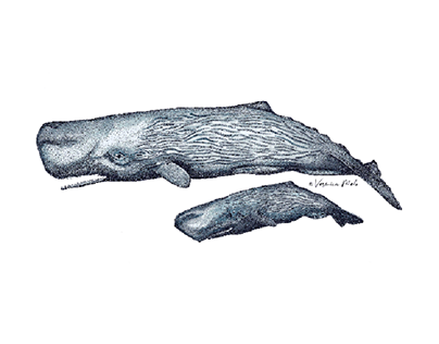 Sperm whales Illustration