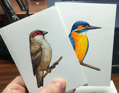Birds Species Education Cards