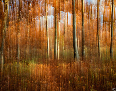 Flou en forêt/blur in forest
