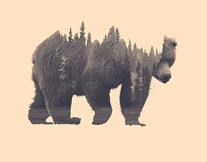 Forest in the Bear