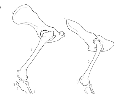 Comparative Lower Limb Anatomy