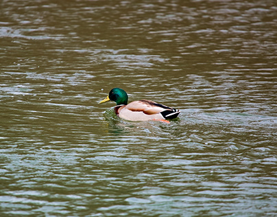 Duck in the river