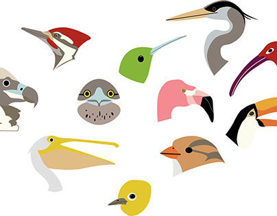 Beaks- Comparison Infographic