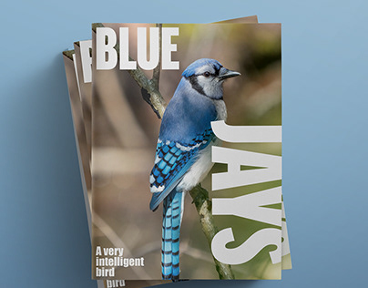 Blue Jay Magazine