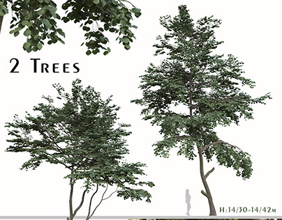 Set of Tilia amurensis Trees ( Amur linden )