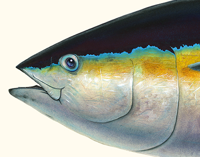Bigeye Tuna & story for Anglers Journal Magazine