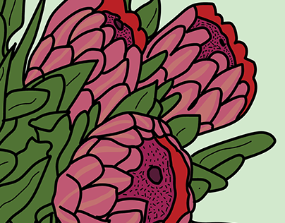 Protea Flowers Illustration by Courtney Graben