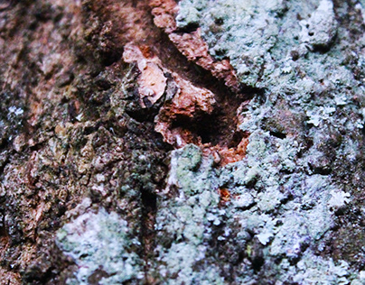 Photo of Textured Tree Bark Background