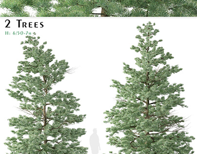 Set of White fir Trees (Abies concolor) (2 Trees)