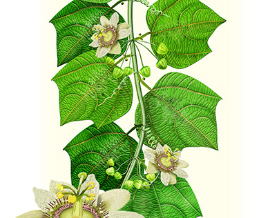 Passiflora apoda