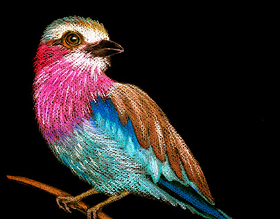Bird - Chalk Pastel